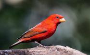 世界十大红色鸟类，哪种鸟身影如同火焰？