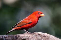 世界十大红色鸟类，哪种鸟身影如同火焰？