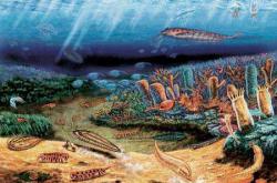 5.6-5.2亿年前寒武纪生命大爆发：我国科学家有重大发现