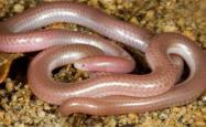 世界上最小的蛇叫什么名字？