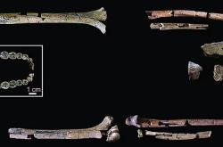 科学家发现迄今最完好、最古老能人骨骼化石：距今超 200 万年历史