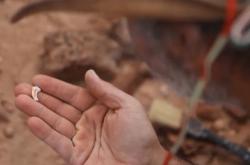 研究人员发现迷你恐龙化石：仅乌鸦大小